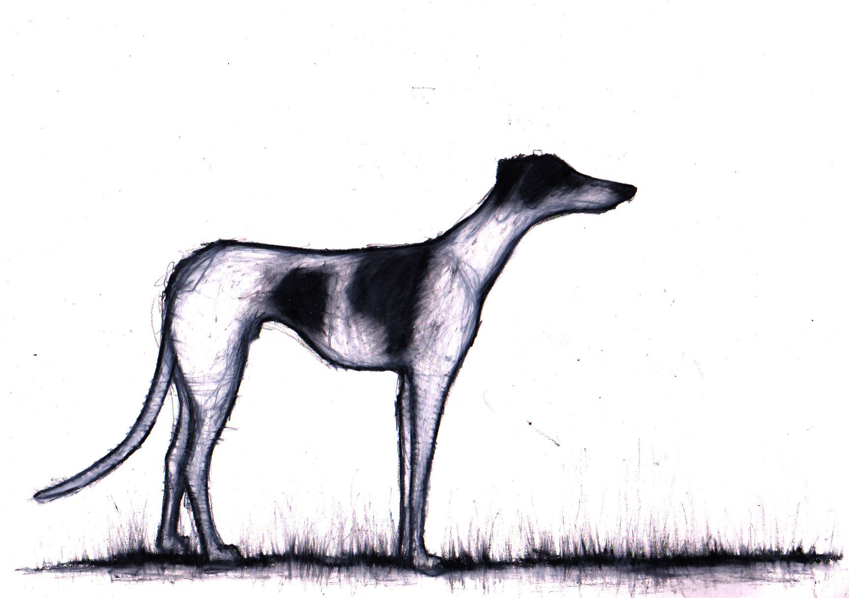 Greyhound Drawing | Free download on ClipArtMag