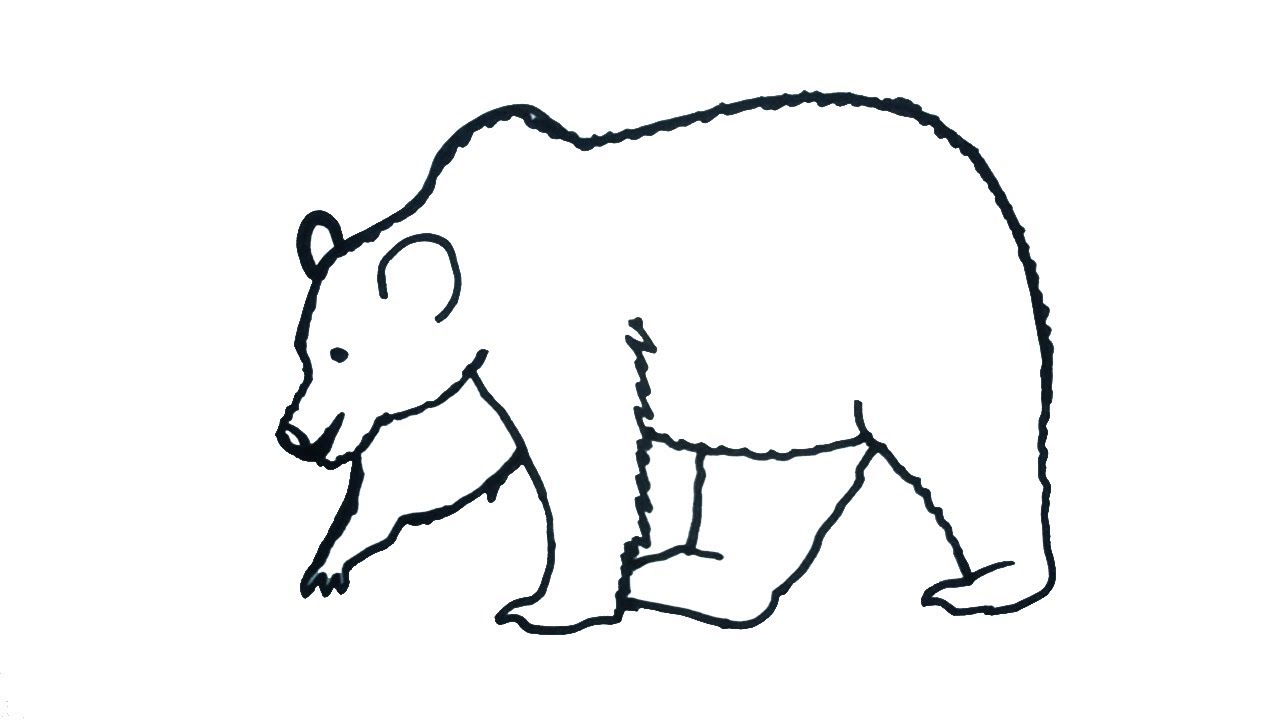 Grizzly Bear Drawing Step By Step Free download on ClipArtMag