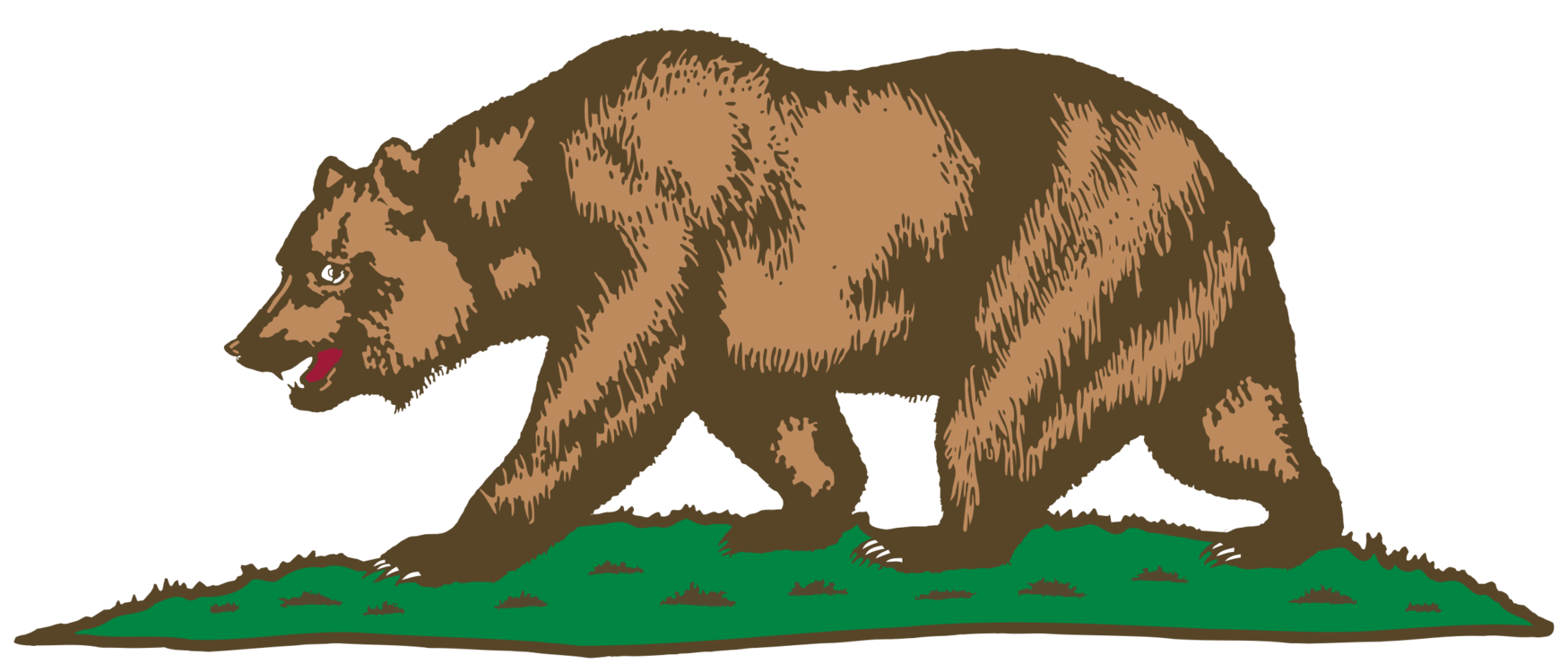 Grizzly Bear Head Drawing | Free download on ClipArtMag