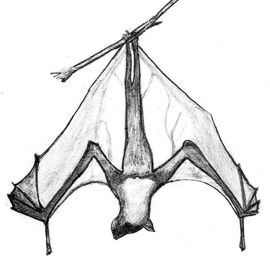 Featured image of post Hanging Bat Line Drawing Pictures of hanging bat drawing and many more