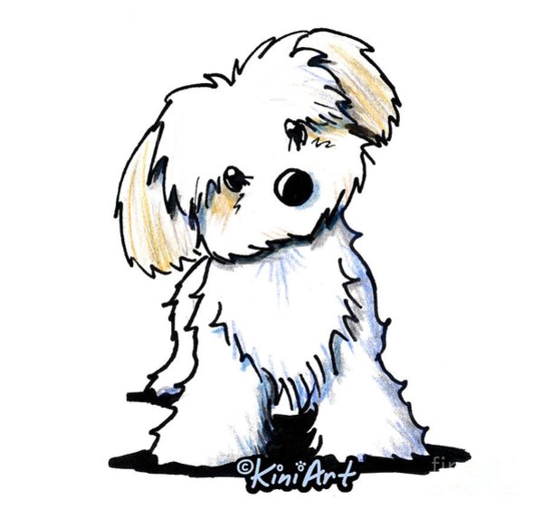 Havanese Drawing Free download on ClipArtMag