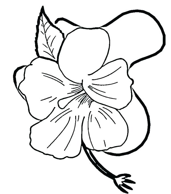 Hawaiian Hibiscus Drawing | Free download on ClipArtMag