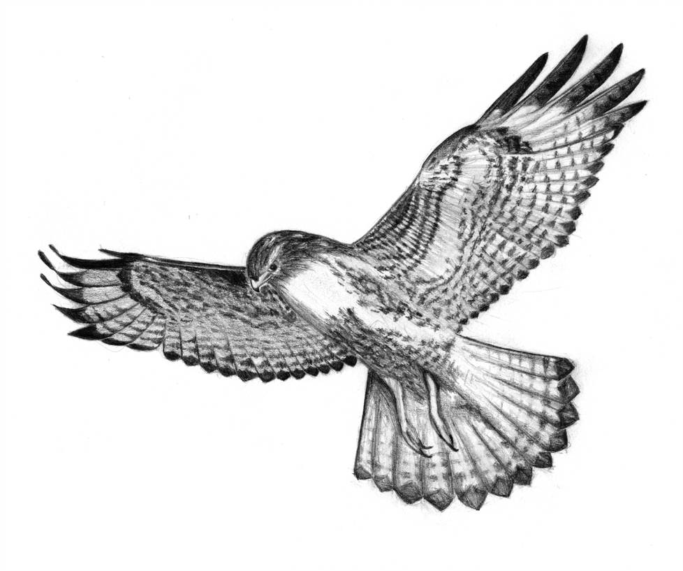 Creative Sketch Hawk Drawing for Beginner