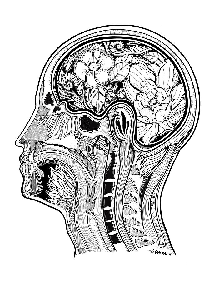 Head Anatomy Drawing Free download on ClipArtMag