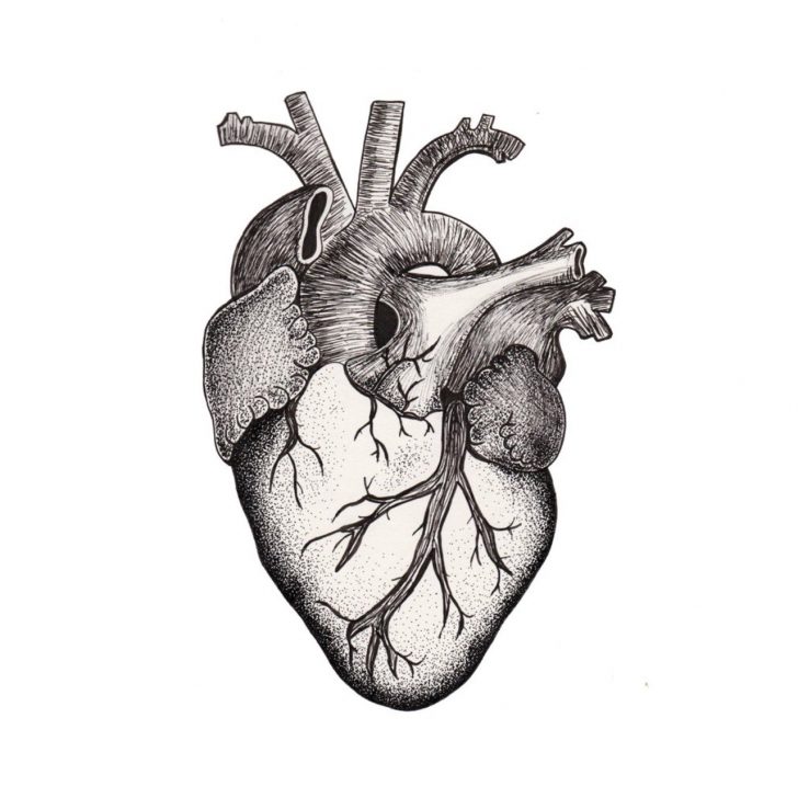 anatomical heart drawing simple