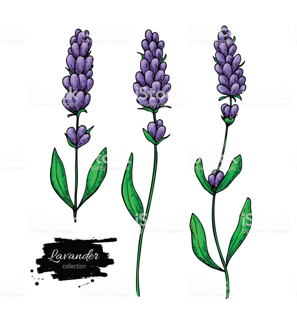 Heather Flower Drawing Free download on ClipArtMag