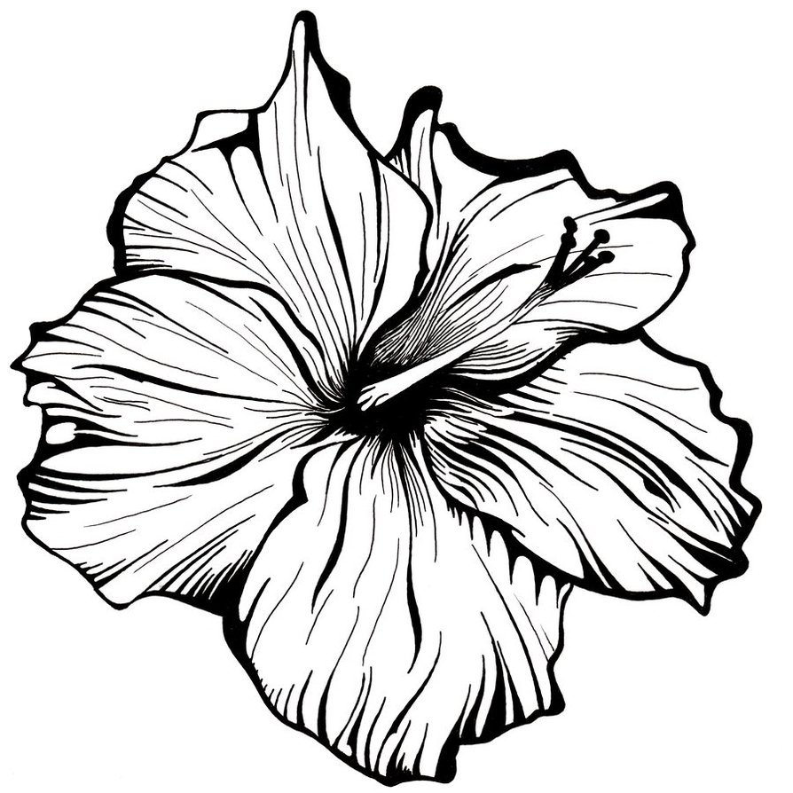 Hibiscus Line Drawing Free Download On Clipartmag 5421