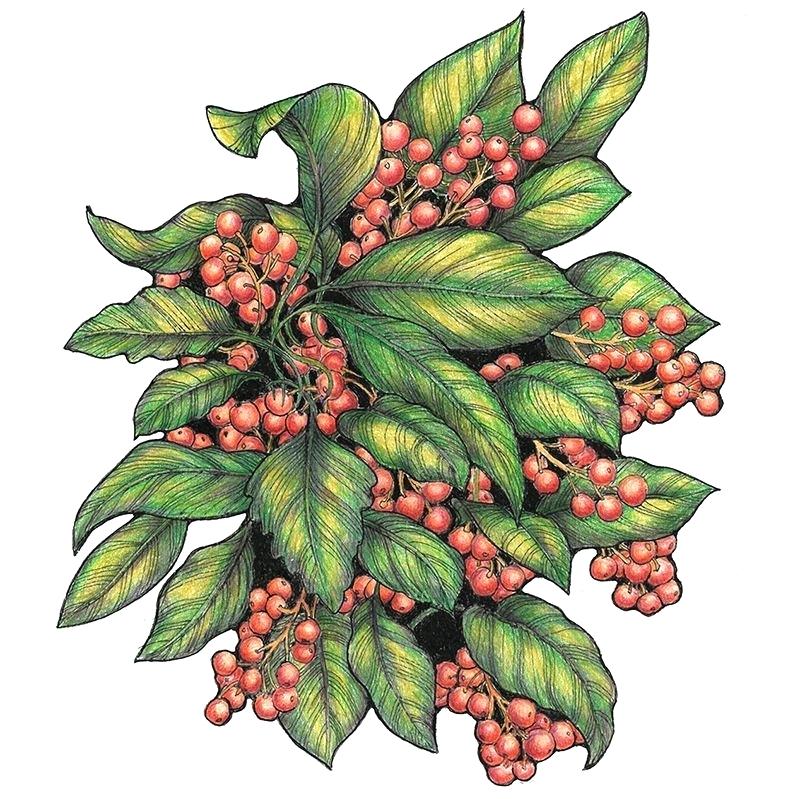 Holly Leaves And Berries Drawing | Free download on ClipArtMag