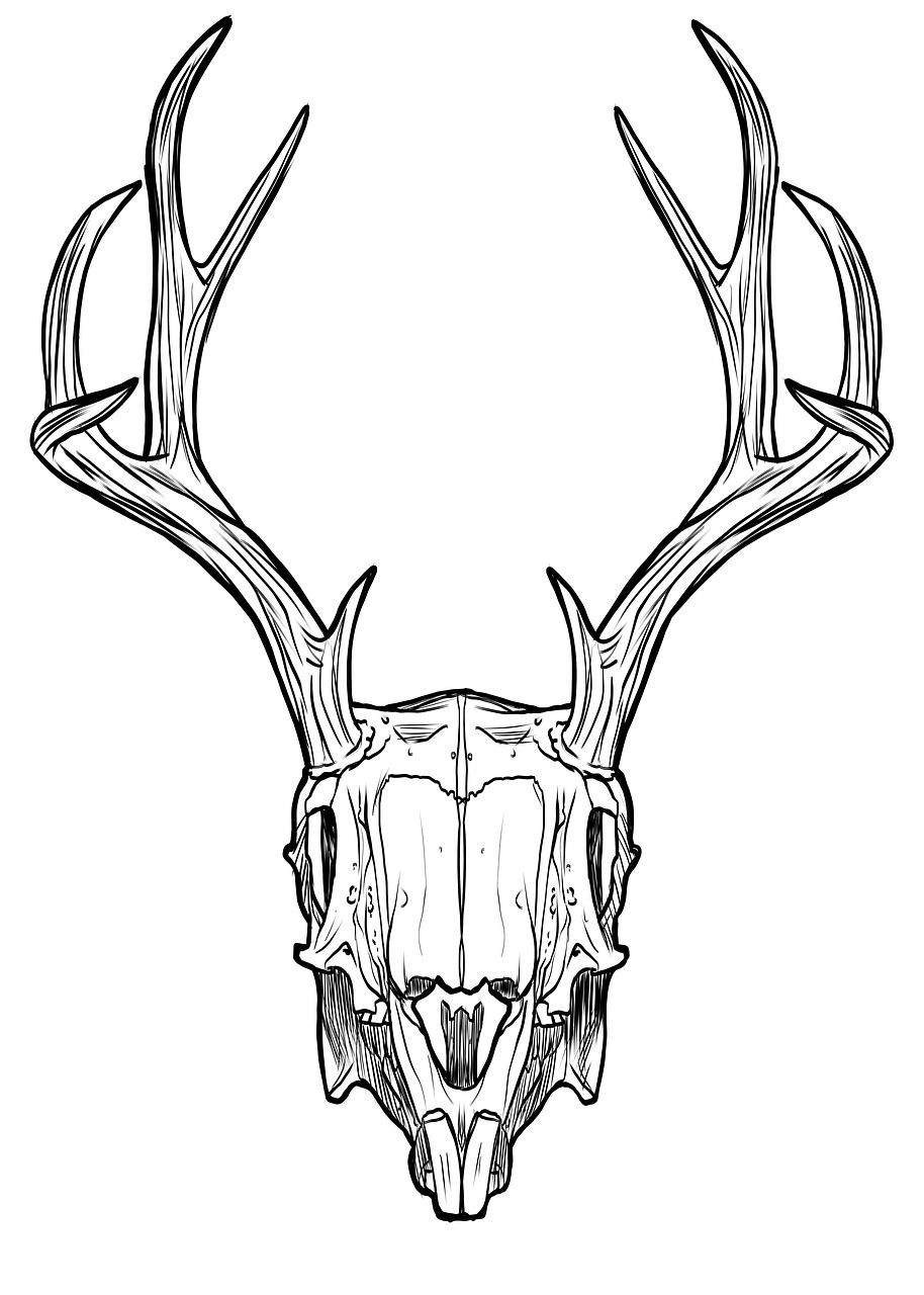 Horns Drawing | Free download on ClipArtMag