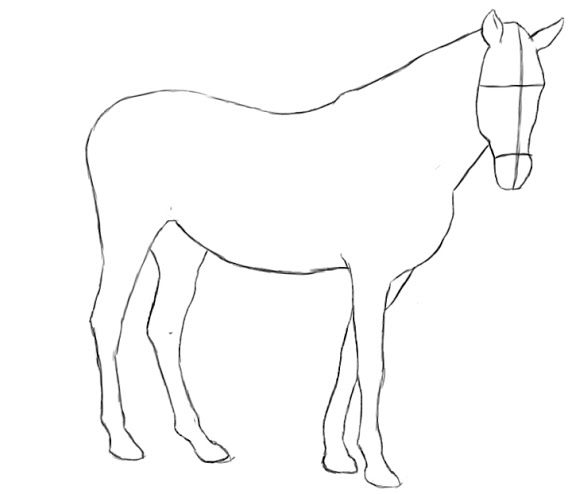 horse body drawing