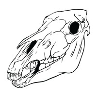 Horse Skull Drawing | Free download on ClipArtMag