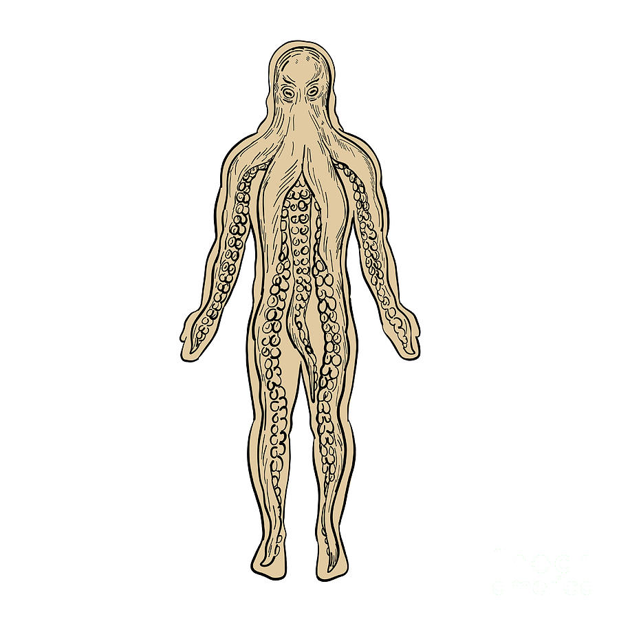 Anatomical Drawing Of Human Body / Structures And Planes Of The Figure