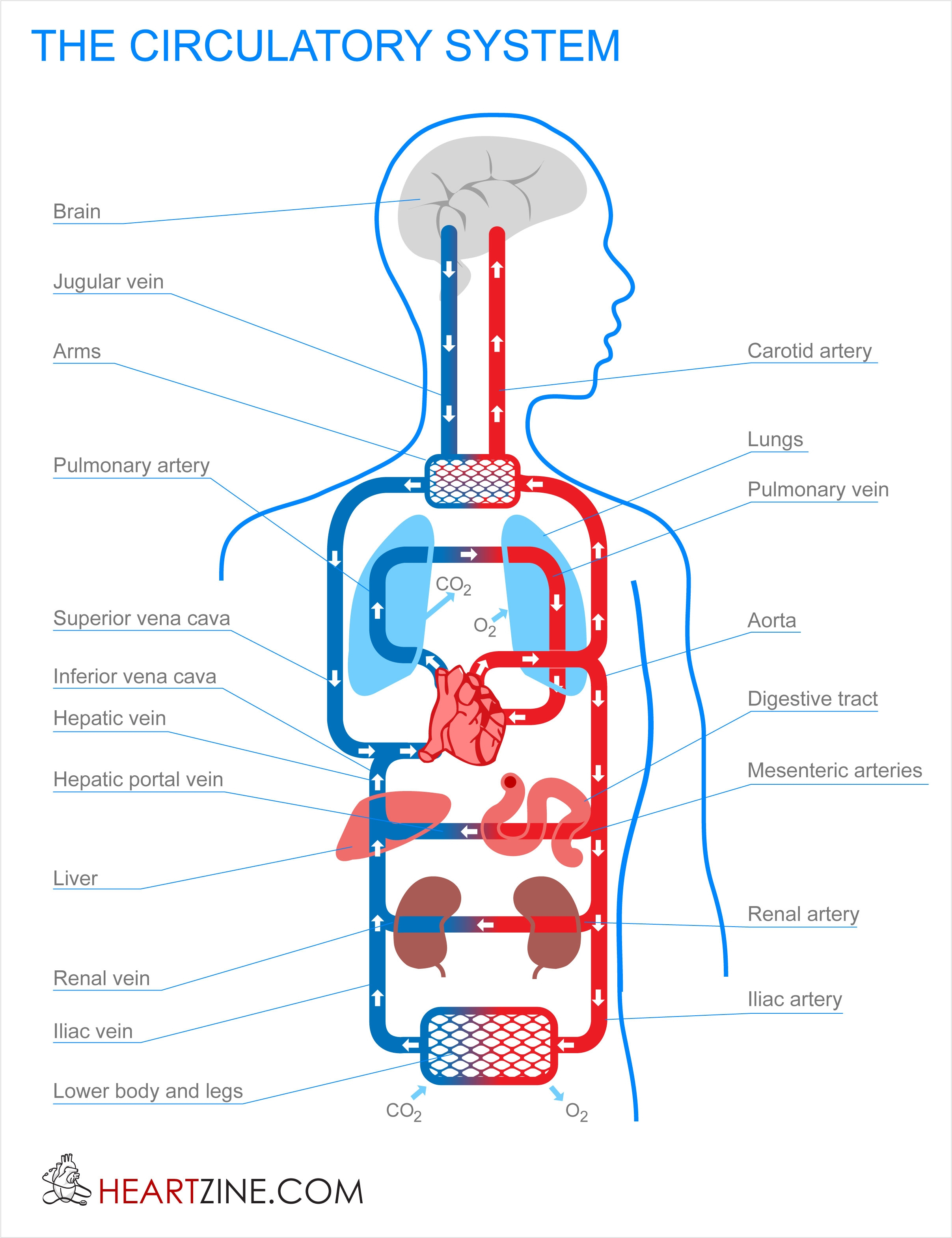 human-digestive-system-drawing-free-download-on-clipartmag