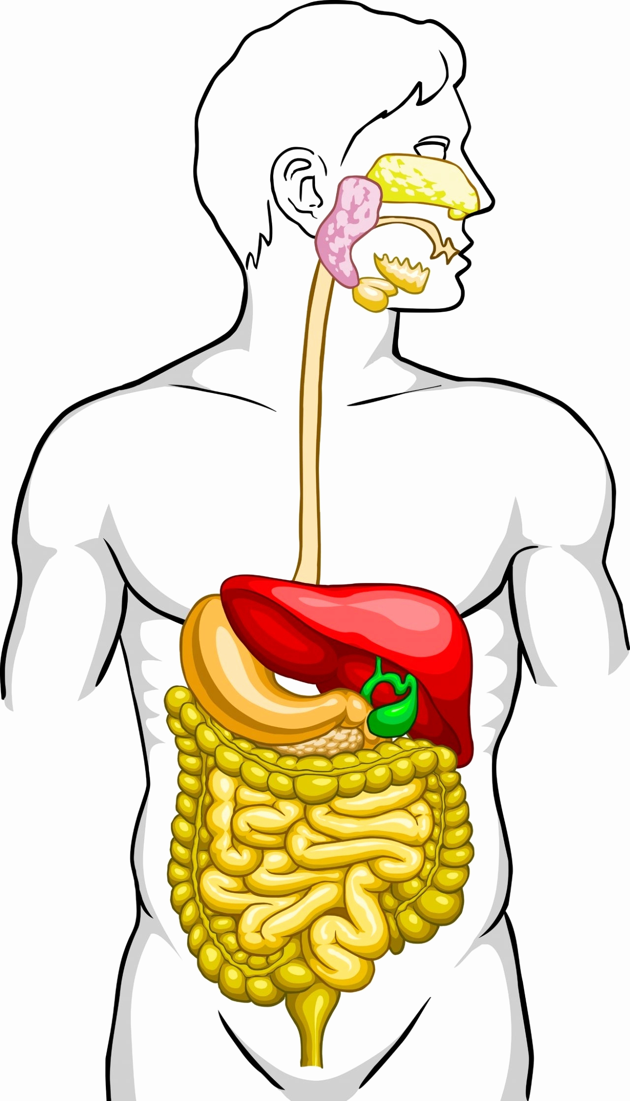 Human Digestive System Drawing | Free download on ClipArtMag