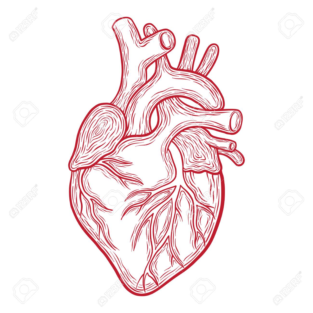 Human Heart Anatomy Drawing | Free download on ClipArtMag