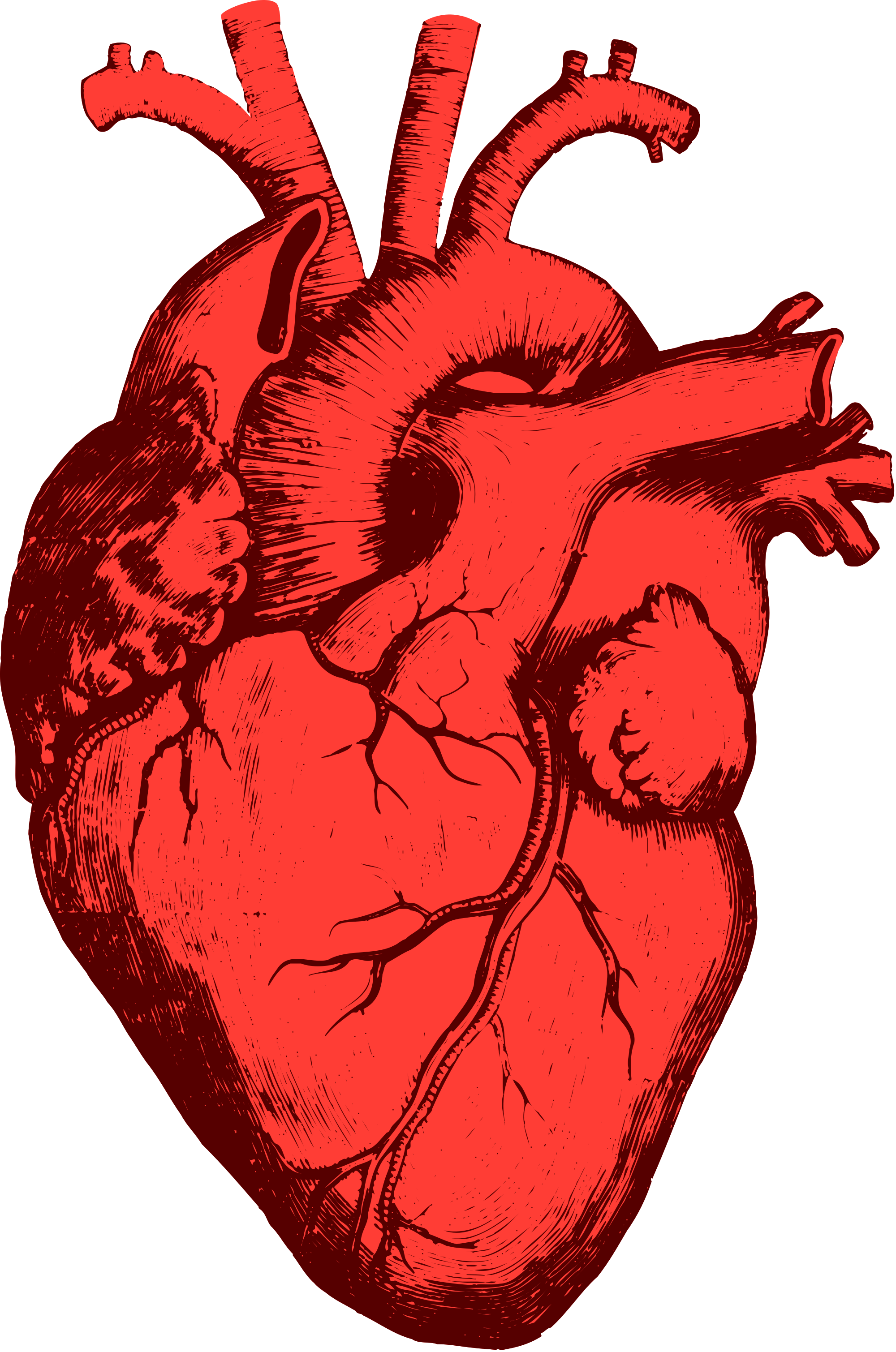 human heart illustration vector download