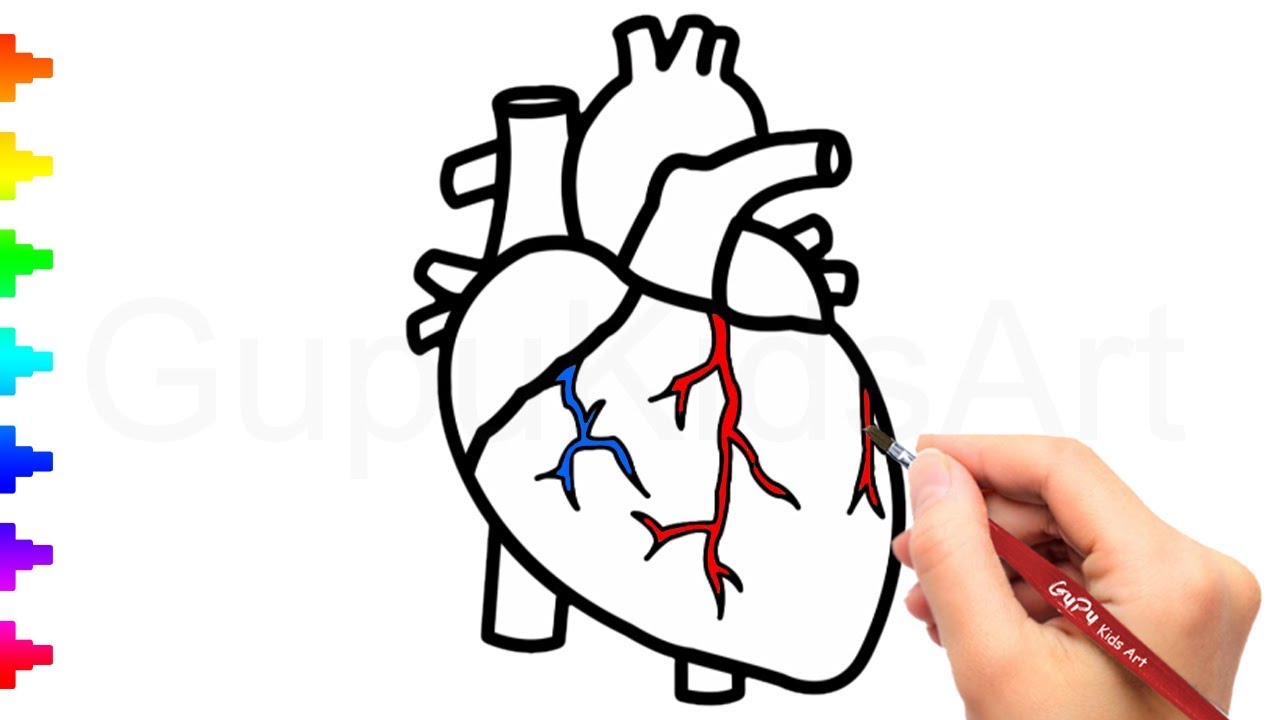 Simple How To Draw A Human Heart Sketch for Beginner