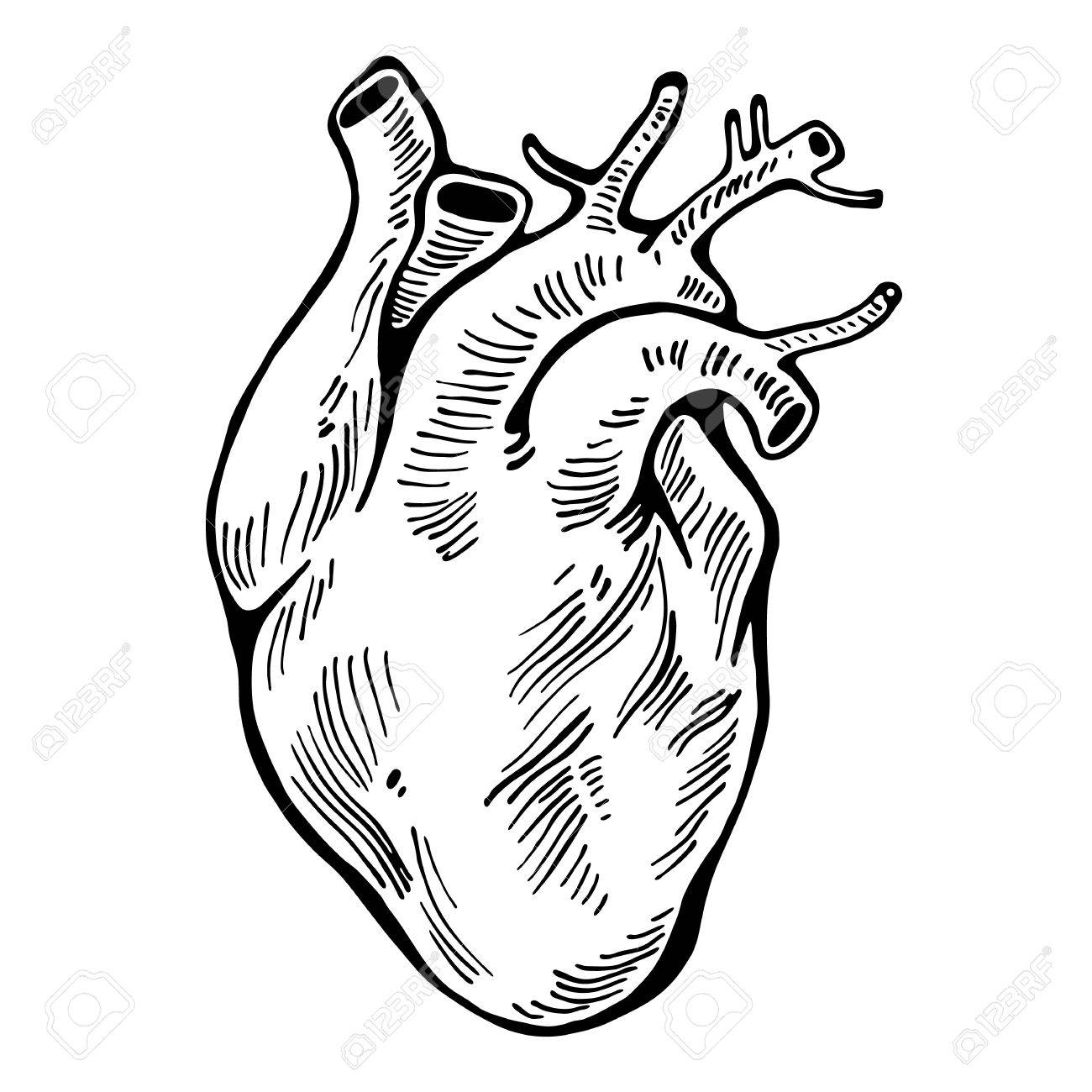 Human Heart Drawing Outline | Free download on ClipArtMag