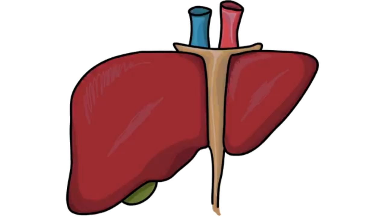 Human Liver Drawing Free download on ClipArtMag