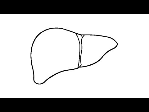 Human Liver Drawing | Free download on ClipArtMag