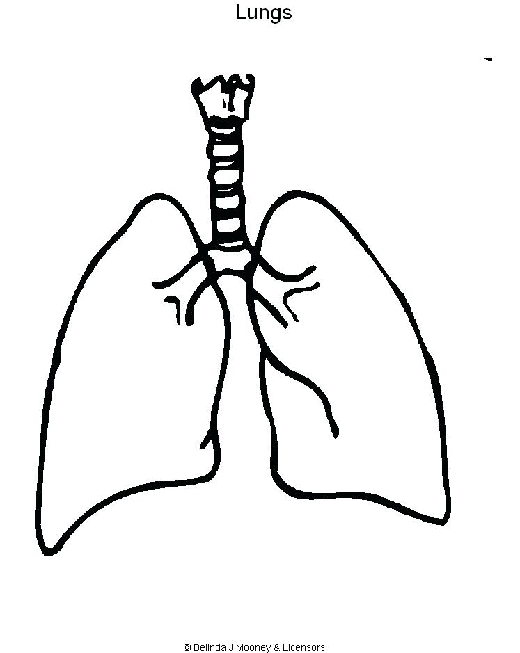 Human Lungs Drawing Free Download On ClipArtMag