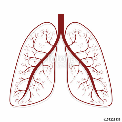 Human Lungs Drawing 