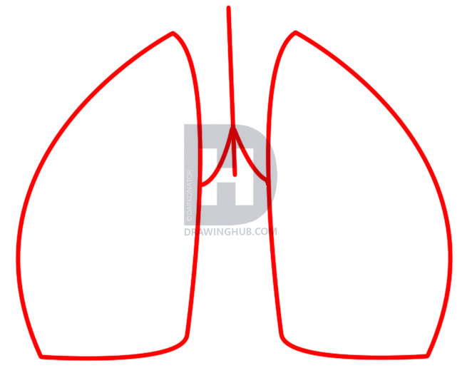 Human Lungs Drawing | Free download on ClipArtMag