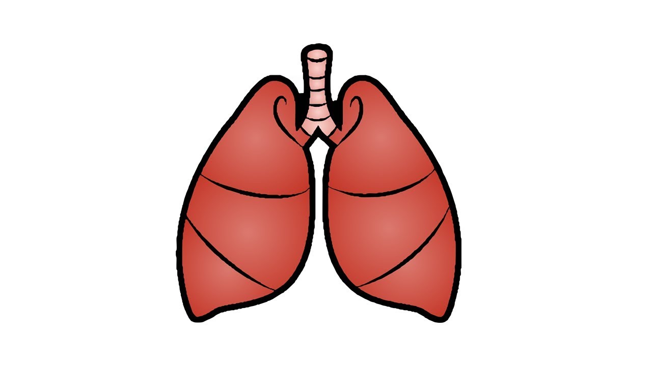 Human Lungs Drawing | Free download on ClipArtMag