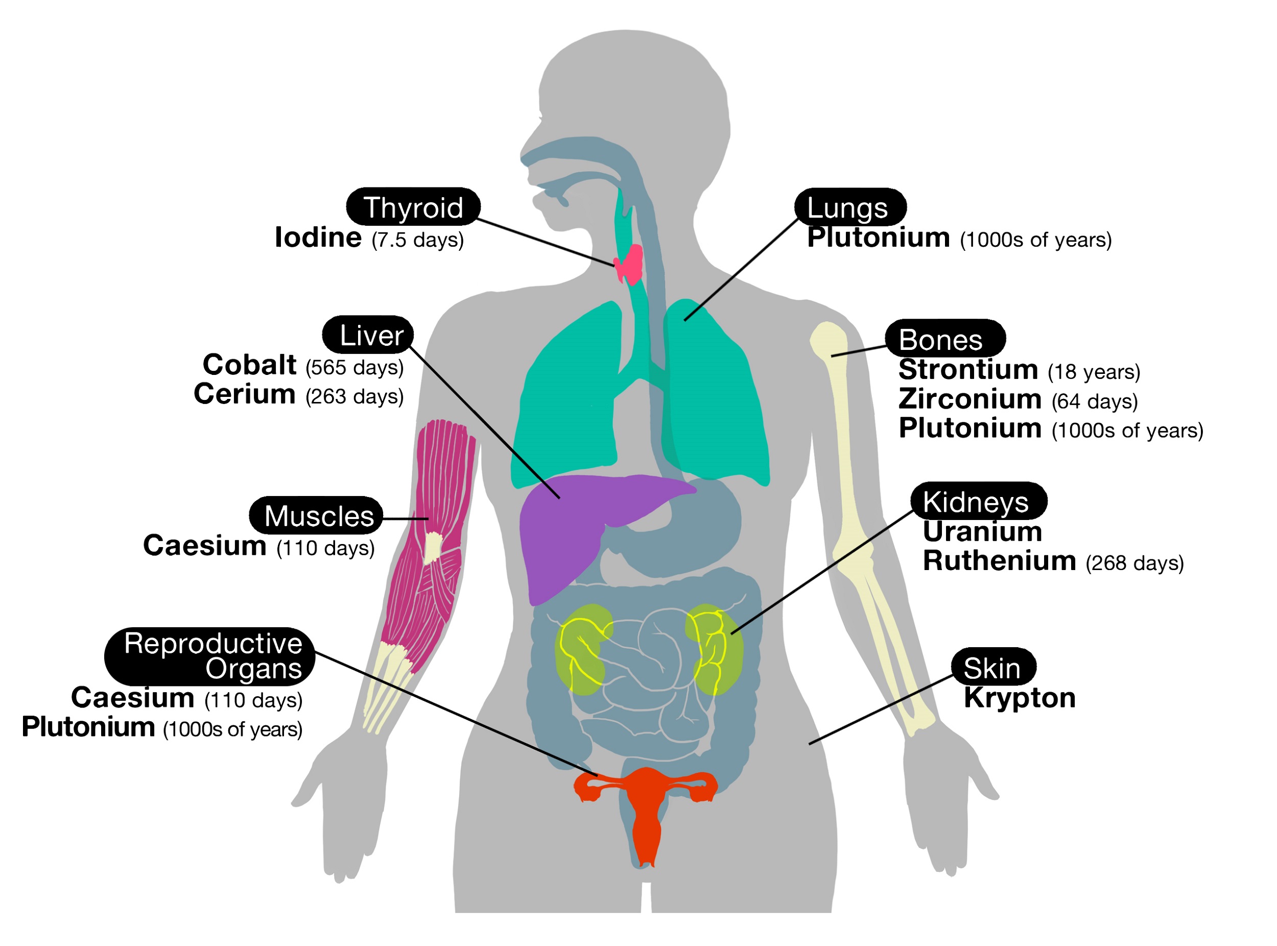 internal-organs-of-the-body-diagram-internal-organs-locations