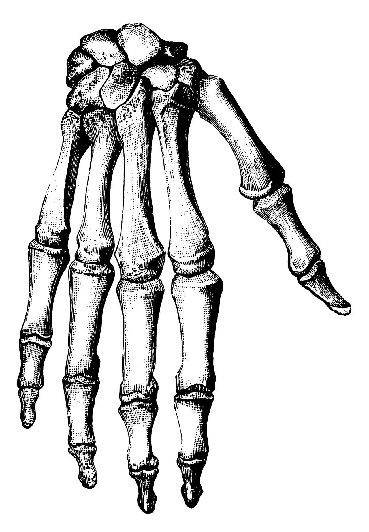 Hand Bones Anatomy Coloring Pages