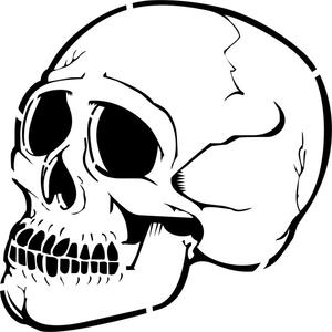 human skull line drawing