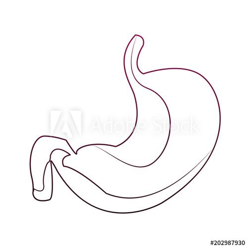 Human Stomach Drawing | Free download on ClipArtMag