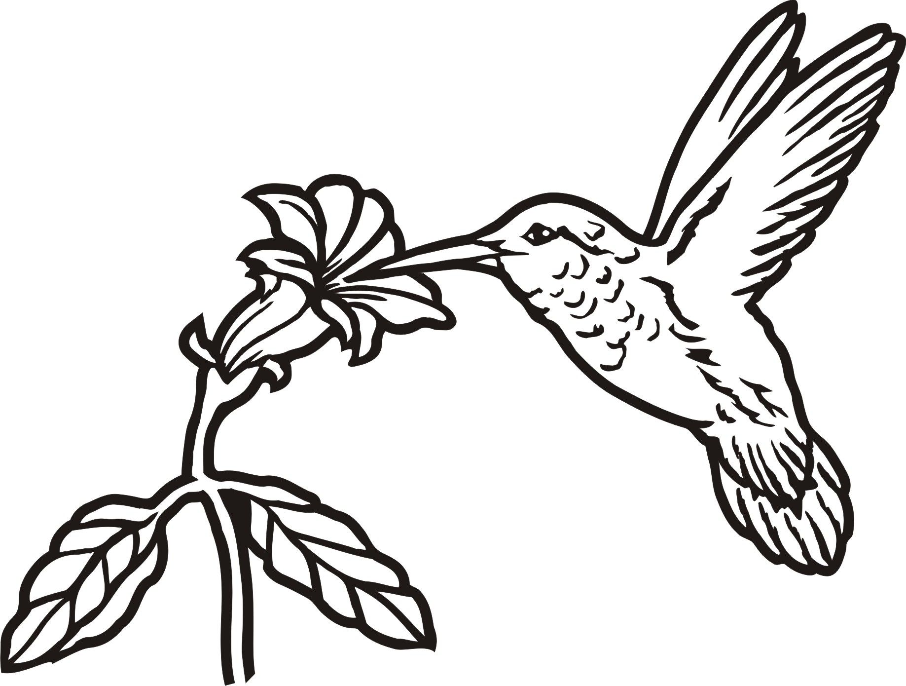 Featured image of post Hummingbird Easy Drawings Of Flowers And Birds : See more ideas about drawing for kids, easy drawings, drawings.