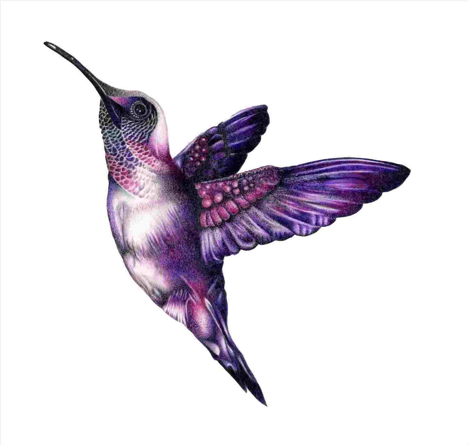 Hummingbird Drawings In Pencil Free download on ClipArtMag