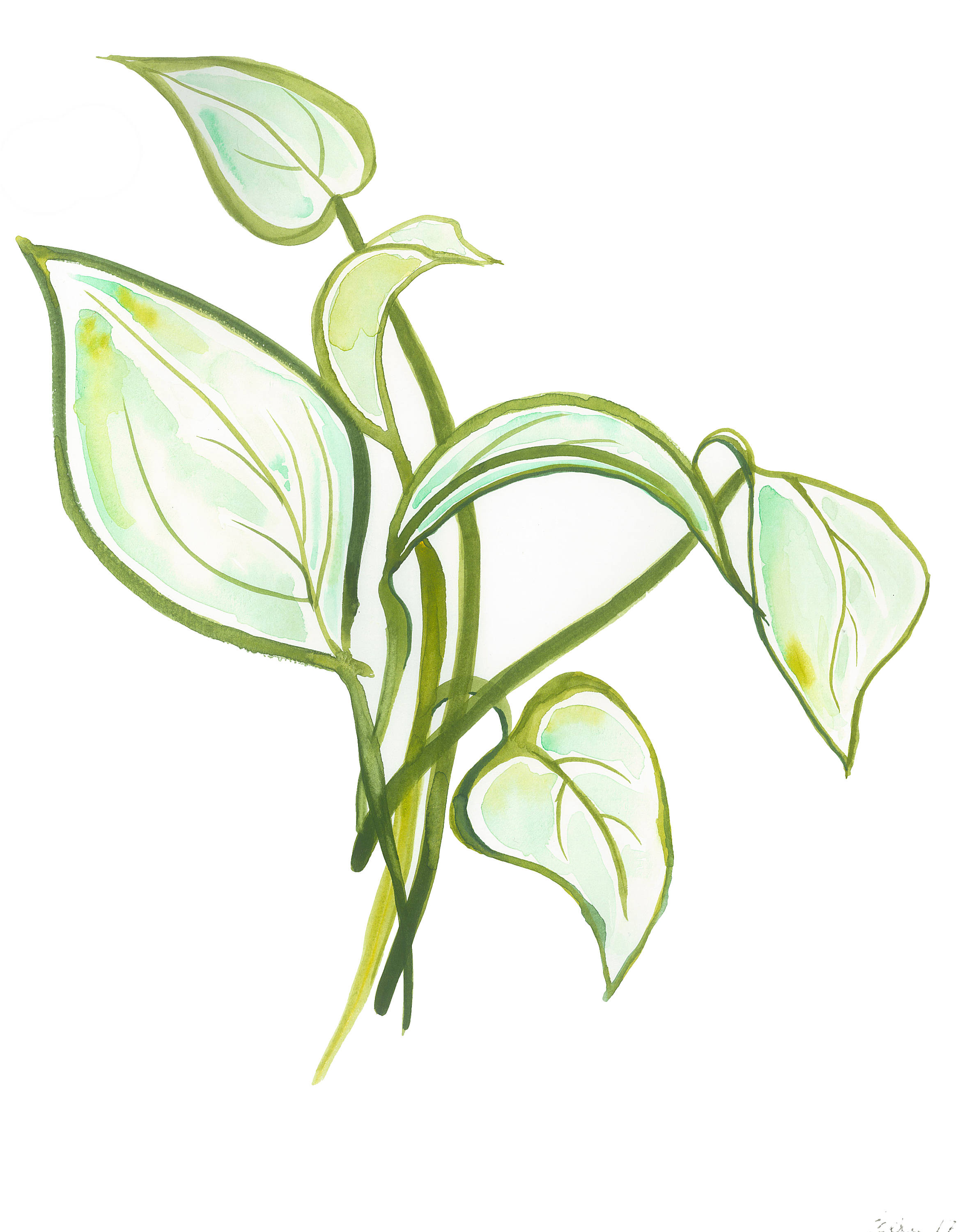 Ivy Plant Drawing Free download on ClipArtMag