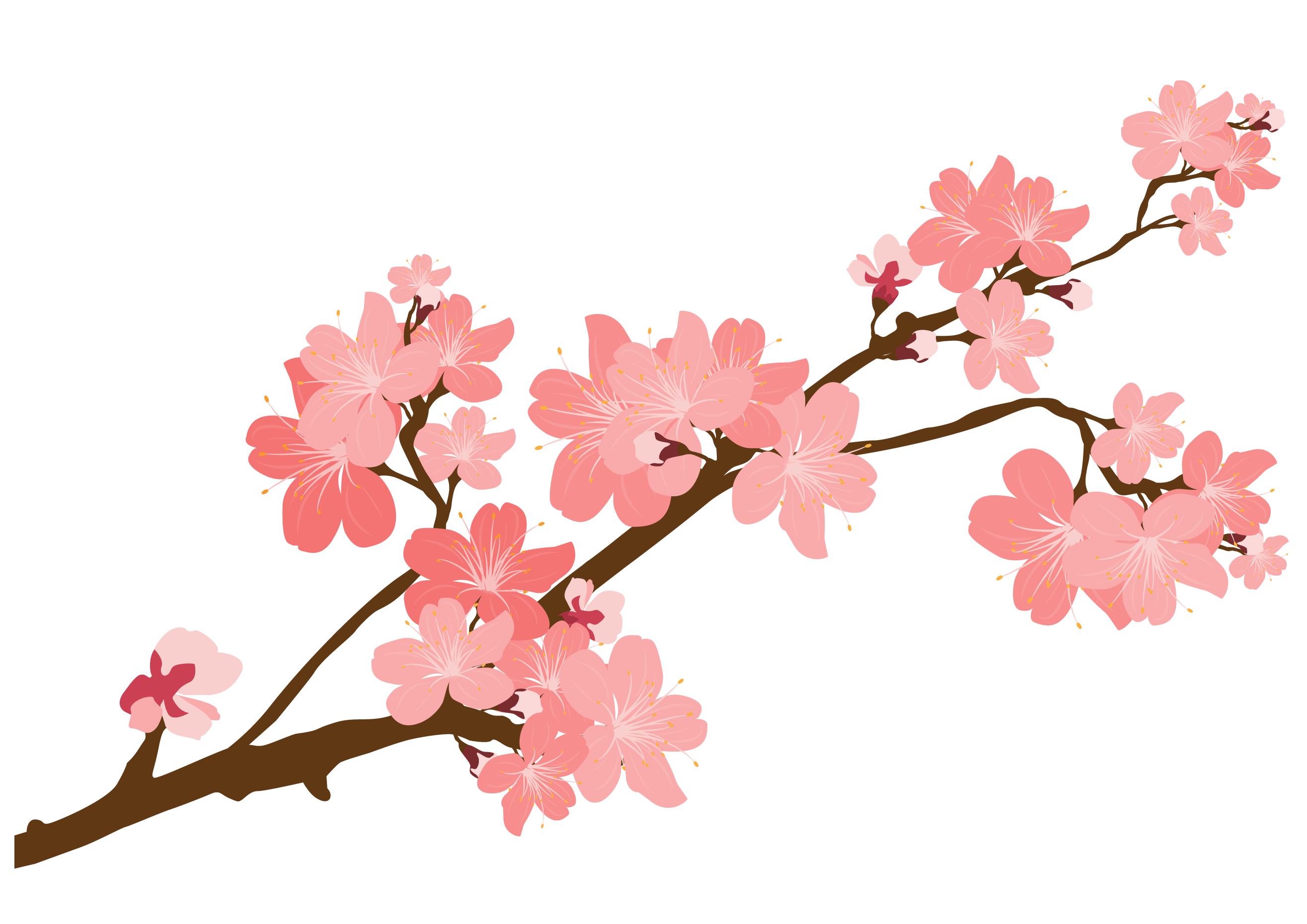 35+ Ideas For Single Japanese Cherry Blossom Drawing The Japingape