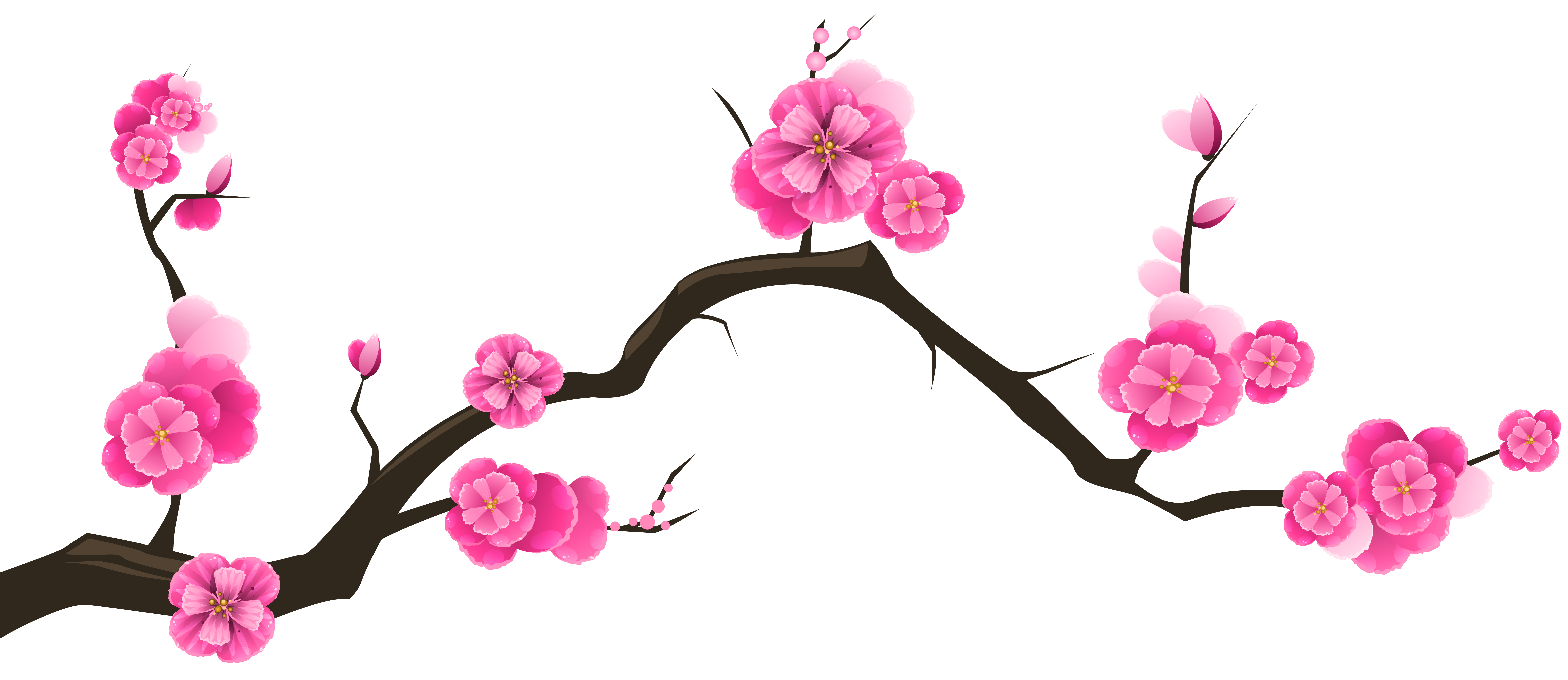 Japanese Cherry Blossom Flower Drawing | Free download on ClipArtMag