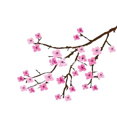 Japanese Cherry Tree Drawing | Free download on ClipArtMag