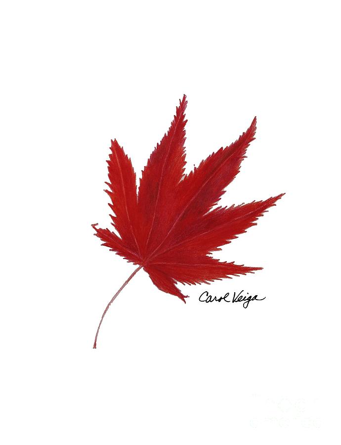 Japanese Maple Leaf Drawing | Free download on ClipArtMag