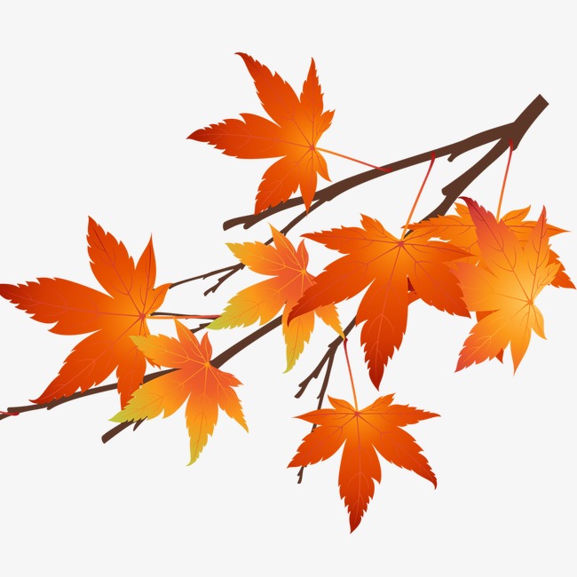 Japanese Maple Leaf Drawing | Free download on ClipArtMag