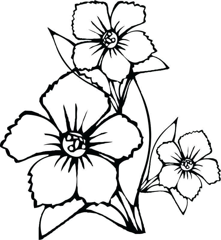 Jasmine Drawing Flower | Free download on ClipArtMag