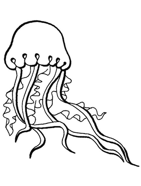 Jellyfish Drawing For Kids | Free download on ClipArtMag