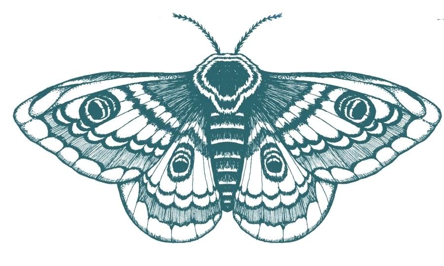 How To Draw A Moth Step By Step Drawing Guide By Dawn 