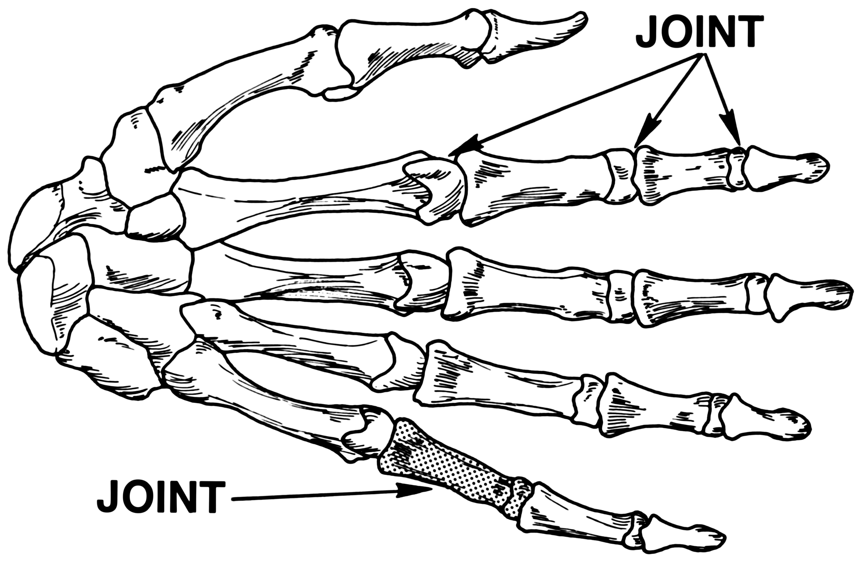 Joint Drawing Free download on ClipArtMag