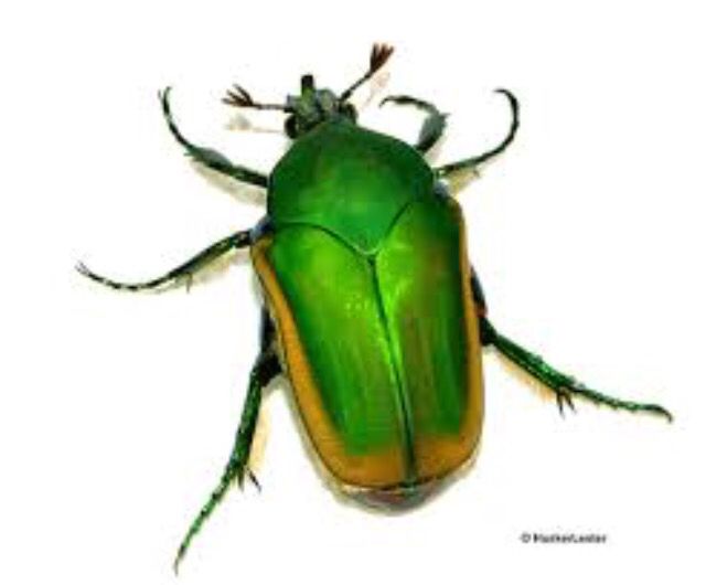 June Bug Drawing Free download on ClipArtMag