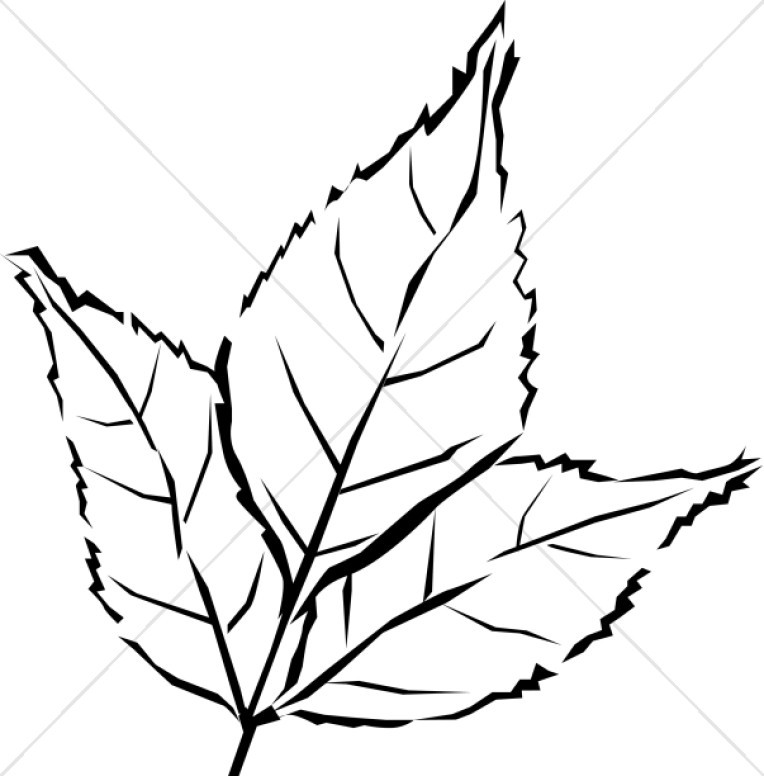 Jungle Leaf Drawing | Free download on ClipArtMag