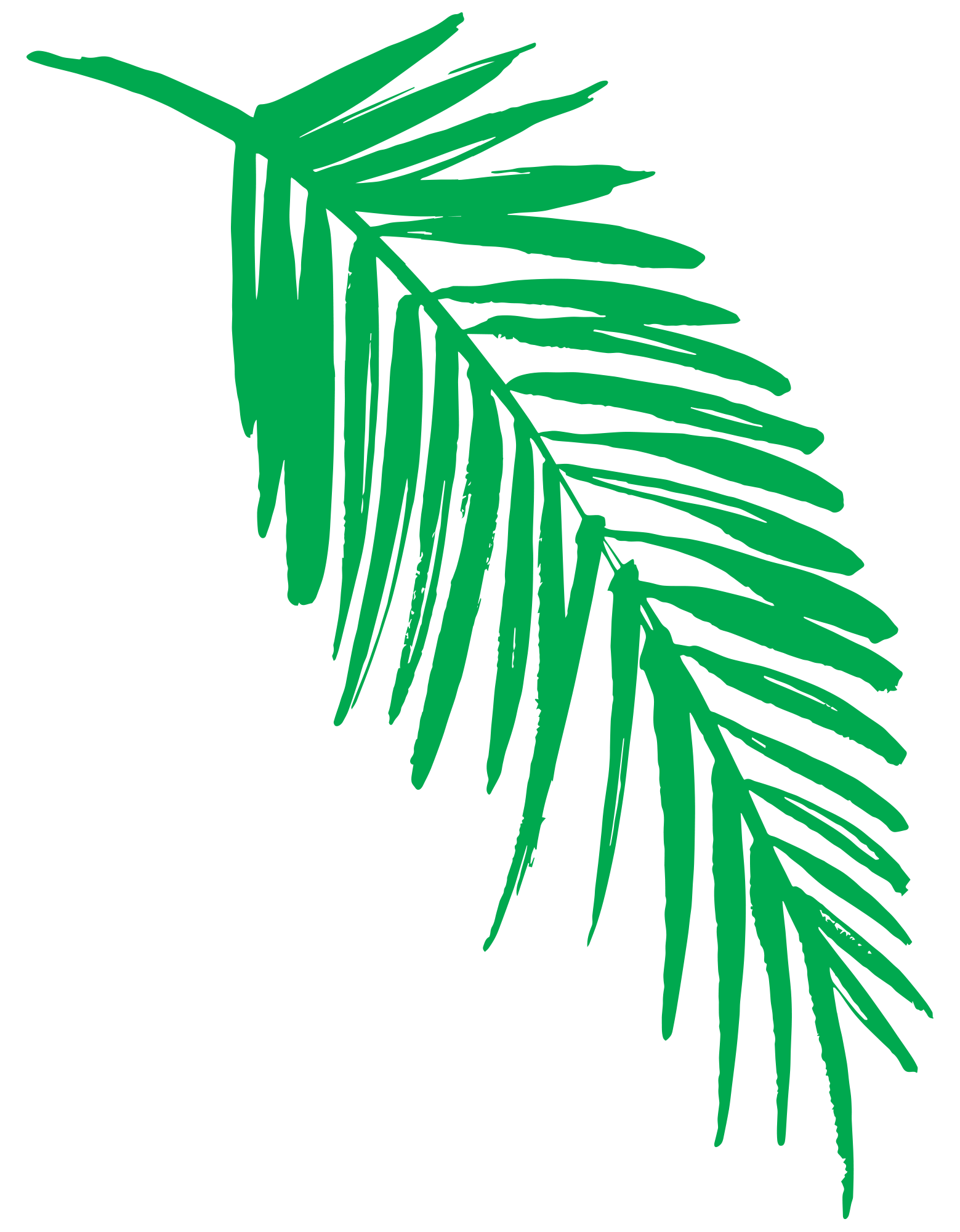 Jungle Leaf Drawing | Free download on ClipArtMag