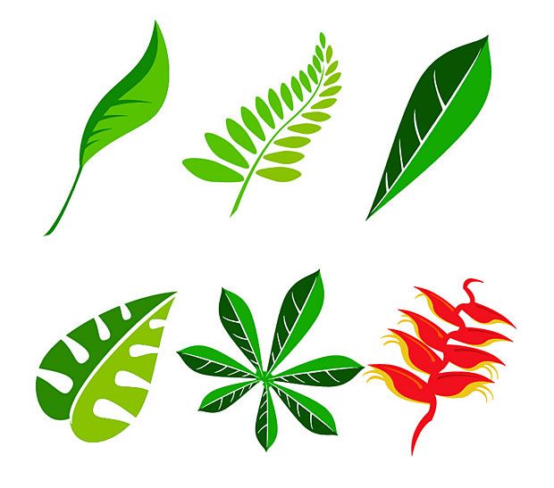 Jungle Leaf Drawing | Free download on ClipArtMag