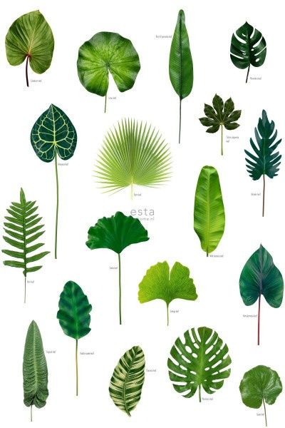 Jungle Leaf Drawing | Free download on ClipArtMag