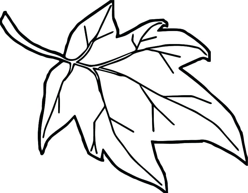 Jungle Leaves Drawing | Free download on ClipArtMag